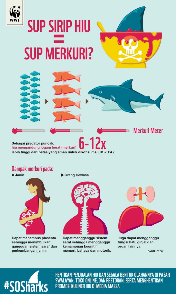 Faktanya, Hiu mengandung banyak merkuri yg dpt mengganggu kesehatan sobatEH jika dikonsumsi #SOSharks #ImlekBebasHiu