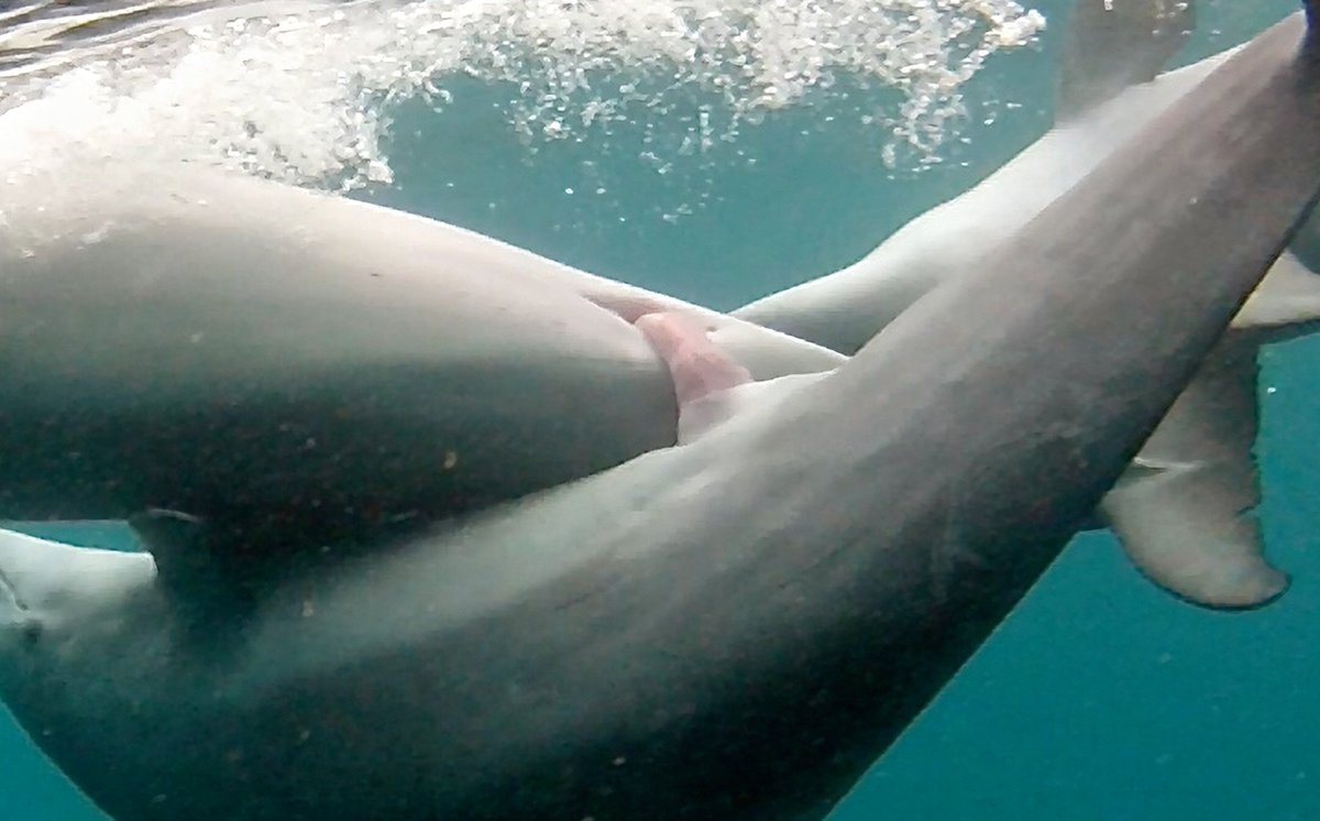 Dolphins watertight sex involves a strange twist