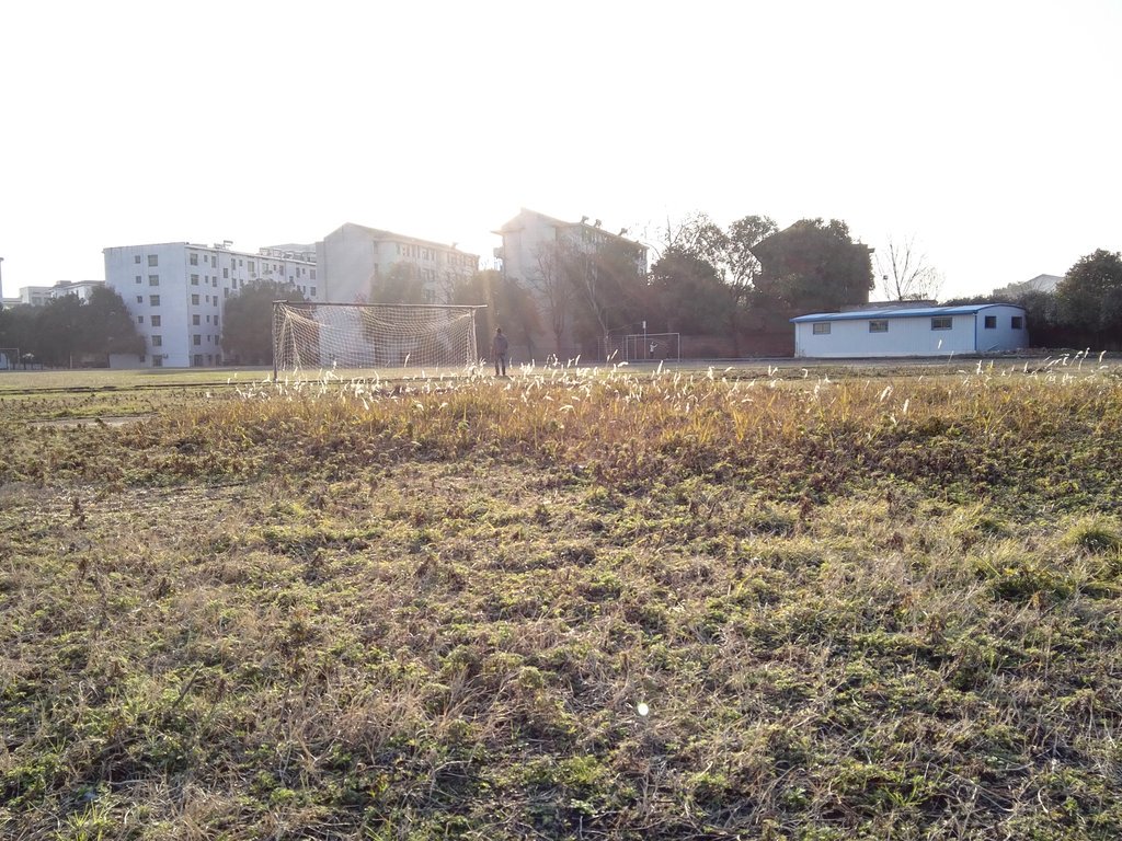 Victor_TJC's tweet photo. weeds under the sunset https://t.co/tzePZIdquJ