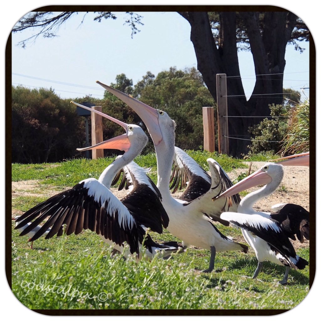 Feeding time #indentedHead #pelicanPete