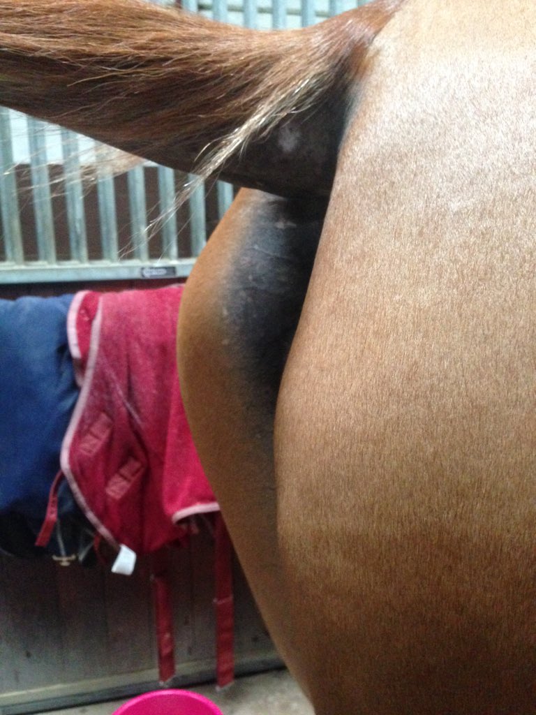Asimetría de tuberosidad isquiática en un caso de equiwell.