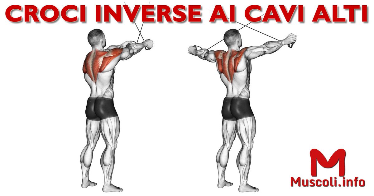 Muscoli_info's tweet photo. https://t.co/zRMXi63akJ
#BodyBuilding #fitness #allenamento #palestra #spalle #deltoidi https://t.co/38kYJFBKW6