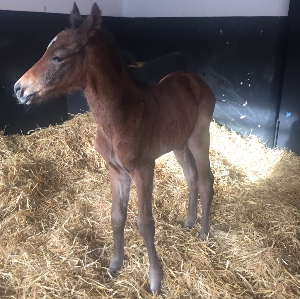 metaos's tweet photo. Smashing colt foal from first crop of #SeaTheMoon ex Mouriyana born last night #TinnakillBred @Goerlsdorf @Lanwades https://t.co/30u4iq4g0H