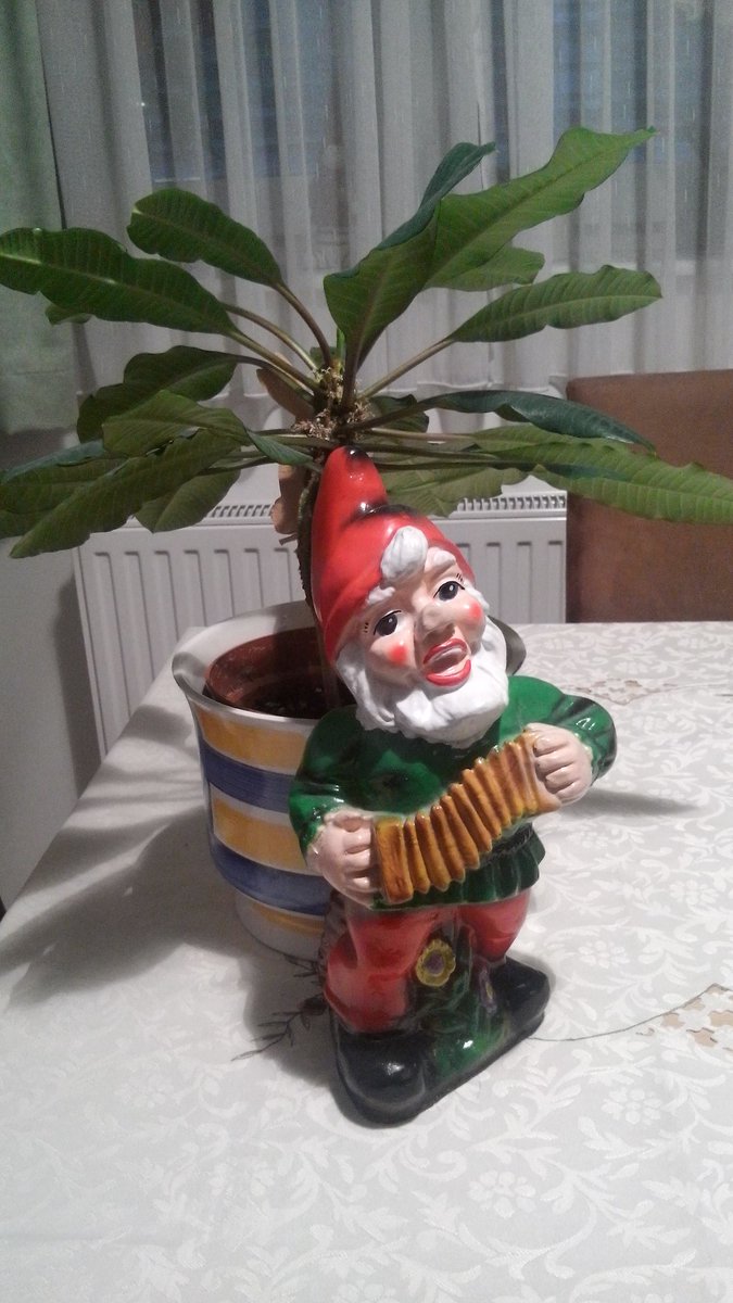 UKaustria's tweet photo. Gartenzwerg und Bananenbaum #nearlyspringtime https://t.co/jIgezkg1PA