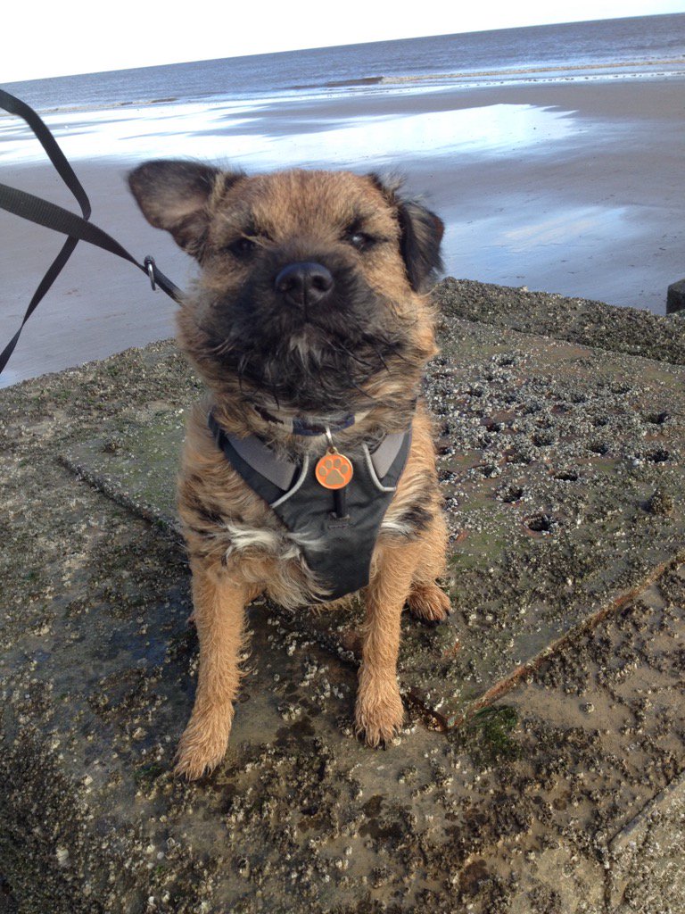 hamish_hrh's tweet photo. #flappyear it was rather windy Bol https://t.co/CVqGCWk3fT