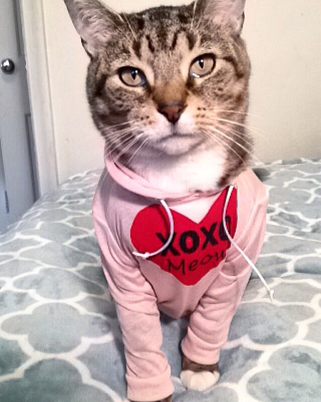 Hoodcatco's tweet photo. XOXO #meow https://t.co/18USrc9bhG