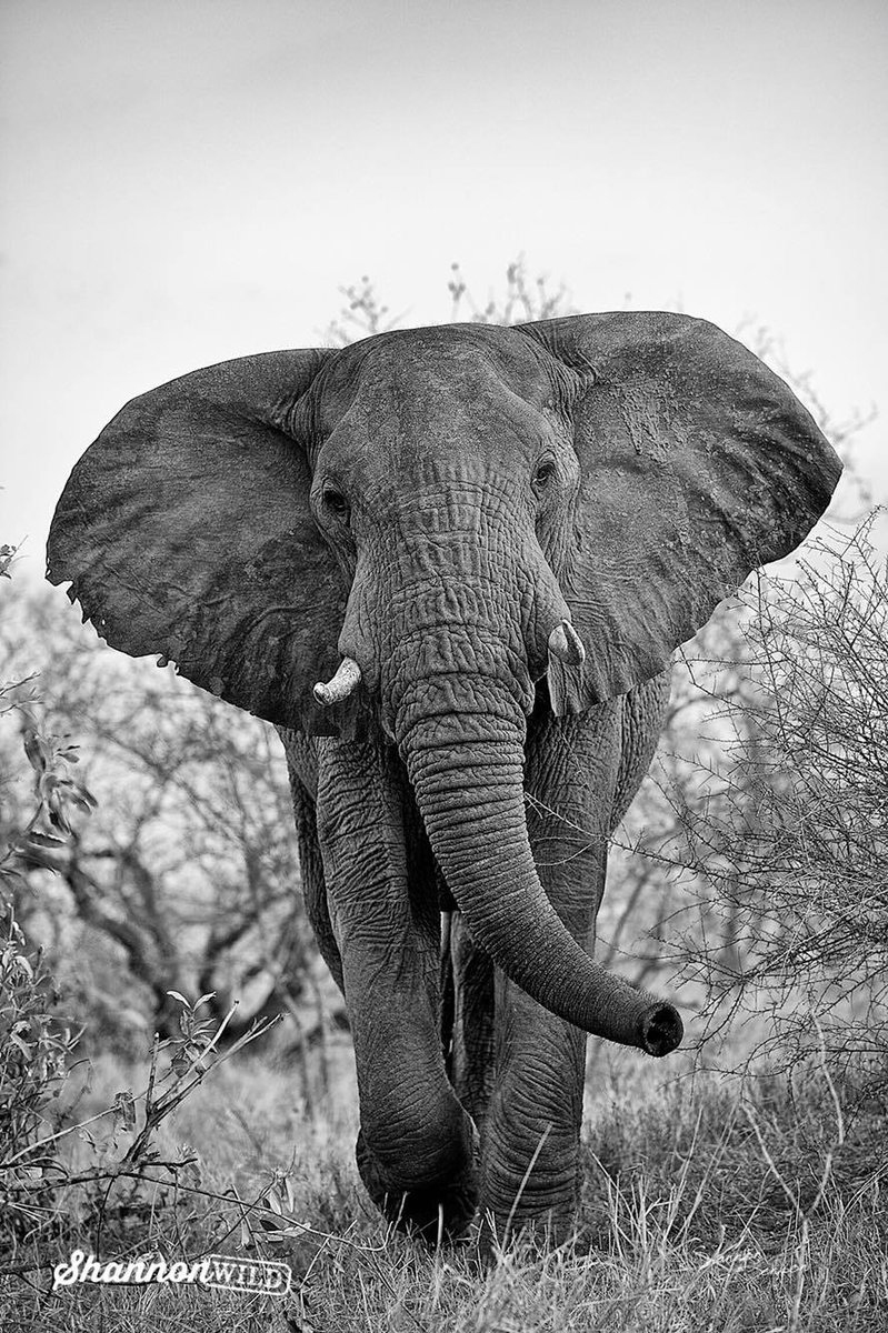 WildAid's tweet photo. The story behind the #JoinTheHerd elephant: https://t.co/IxOCB3hse7 @shannon__wild https://t.co/QLmb6F4cck https://t.co/ri8f4xX9VX