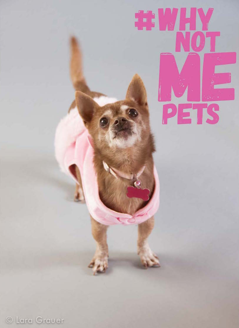 duganfoundation's tweet photo. #Fiona, I can do cute and sweet.  Give me a chance.#adopt  #WhyNotMePets, @EmeraldCityPet https://t.co/f9b9f9Czlh https://t.co/EIEF9p78cD