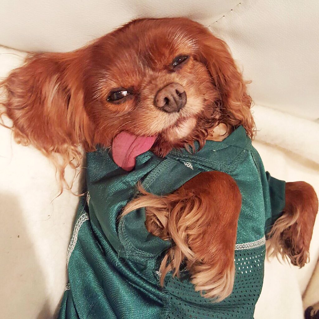 Logged 16 hours of sleep in preparation for the game. Post your own pic w/ #PuppyBowlSubaru! <a href="/subaru_usa/">Subaru</a> #partner