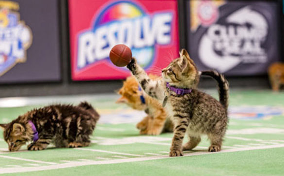 HollywoodLife's tweet photo. 2016 #KittenBowl Live Stream — Watch The Adorable Game Here https://t.co/xVx5tgtPAf https://t.co/jSC7JHD4rf