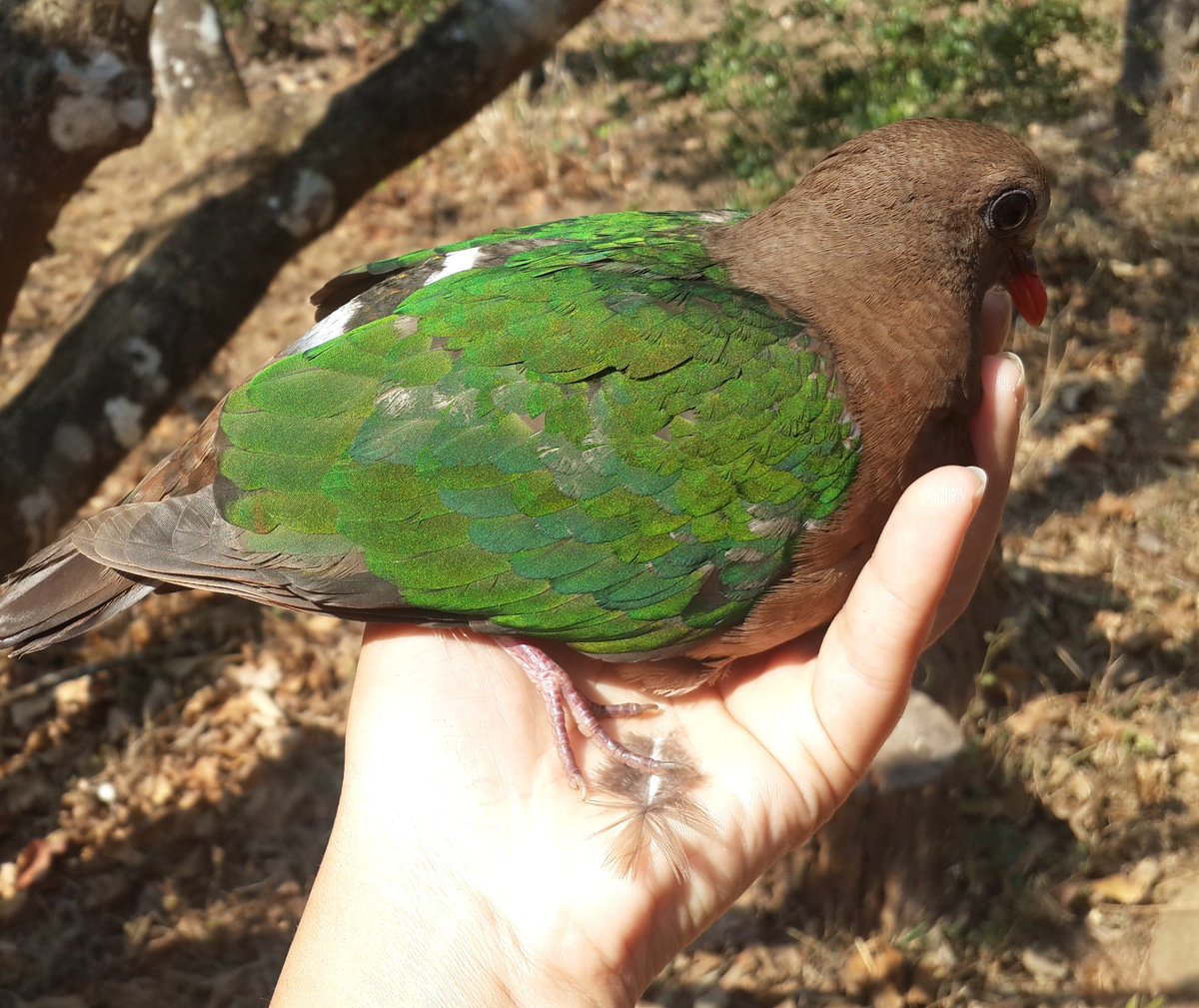 An Emerald Dove flew into my window this morning and knocked itself out.. took 2 hours to recover..