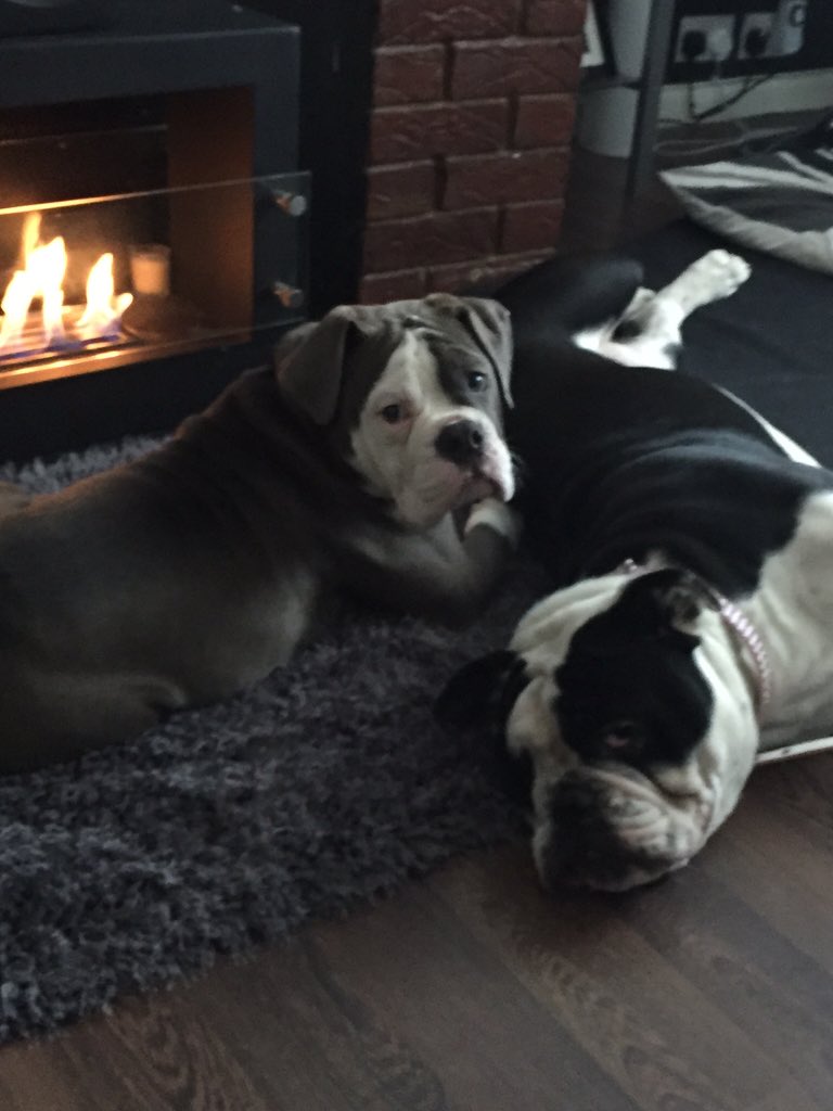 KarenPerry7's tweet photo. Hogging the fire! #toastydogs https://t.co/2zzQf1J1ch