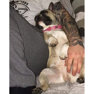 Frenchie_Cute's tweet photo. Wee lamb😁 #frenchbulldog #frenchie #weesook #lovescuddles https://t.co/Pqrs6IU8cS https://t.co/9EILK3r9qt