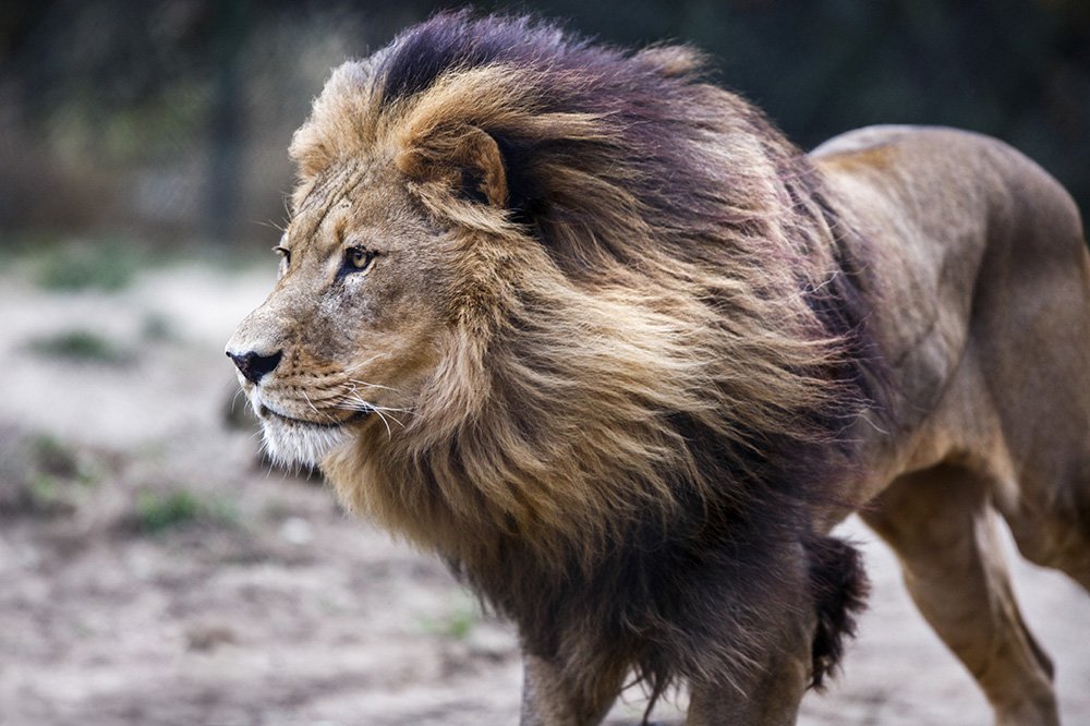 LLLap1Rose's tweet photo. An album of rap/reggae/dub/ "38 lions" is in preparation :) with .@Blackdruidh beats by .@LLLLTerrierProd  :) https://t.co/xlpdkVHdvu