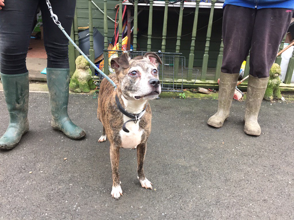 NWDogRescue's tweet photo. Older boy Ritchie just arrived - dog and cat friendly and certainly people friendly too x https://t.co/mMxHCm6HS5