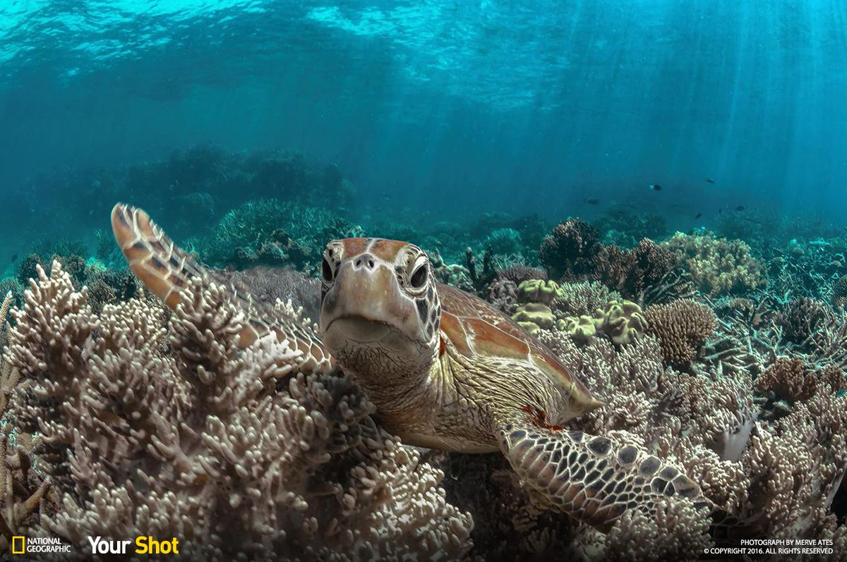 Nat Geo Photography tweet media
