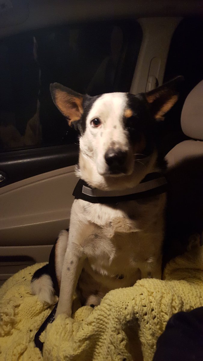 4PawzPrep's tweet photo. Good manners in the car are very important! #4PawzPrep https://t.co/54mgEBcz3e