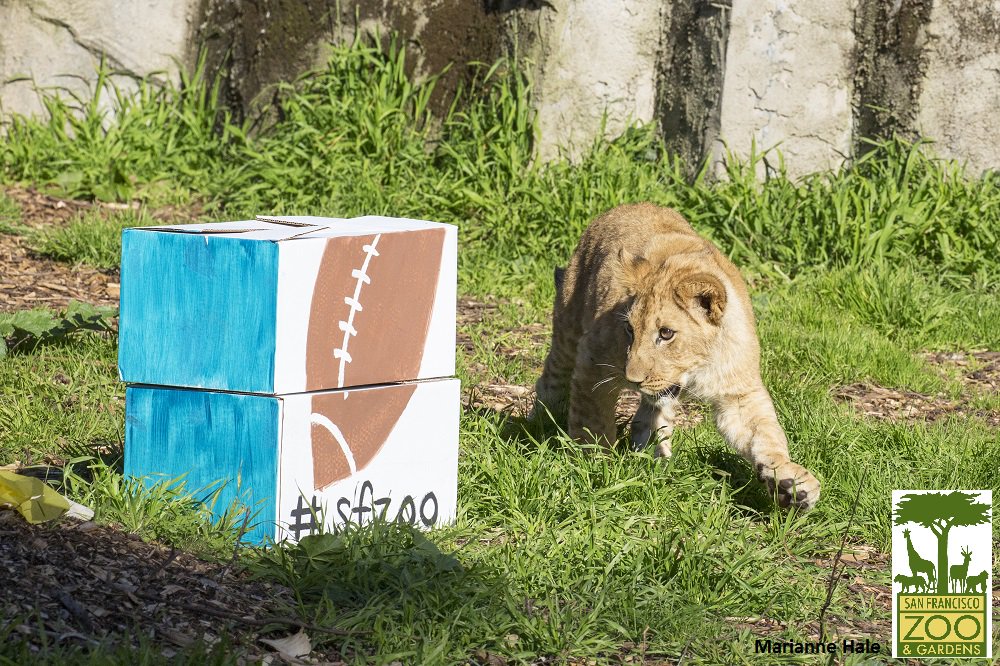 Happy #SuperBowlSunday cubby! #Panthers #Broncos #ZooperBowl