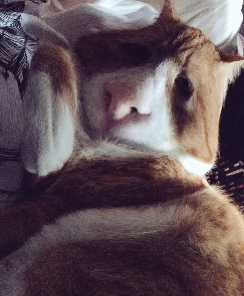 tindraaaa's tweet photo. Cat-selfie. I was pretty bored.. https://t.co/2kGUchBRG8