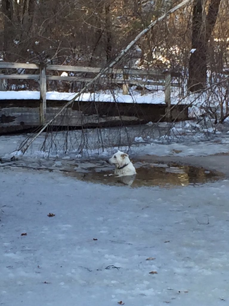 WellesleyPolice's tweet photo. .@WESTON_FIRE just rescued this dog from a small pond on Cliff Rd in Weston near Wellesley. #WPD https://t.co/mGcLWn4hQb