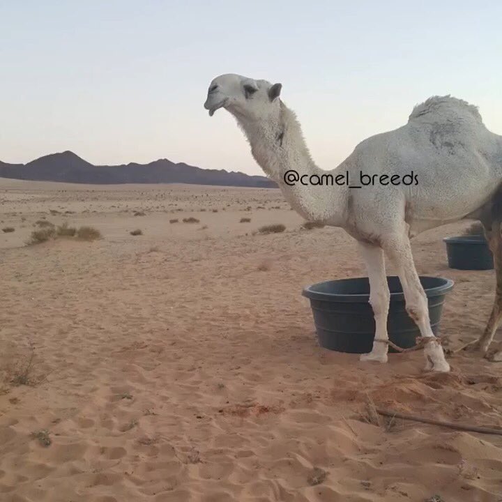 #حصري
#مهنا من فحول ابل الامير فهد بن سلطان بن عبدالعزيز ال سعود