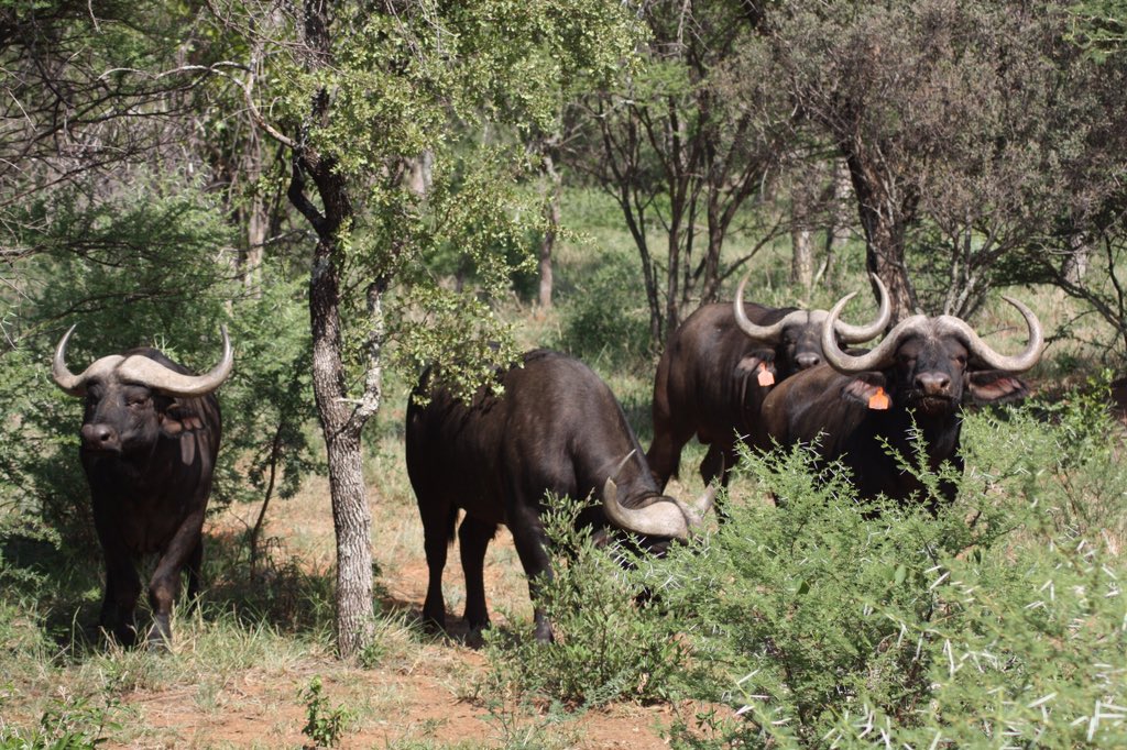 Calali Game Breeders tweet media