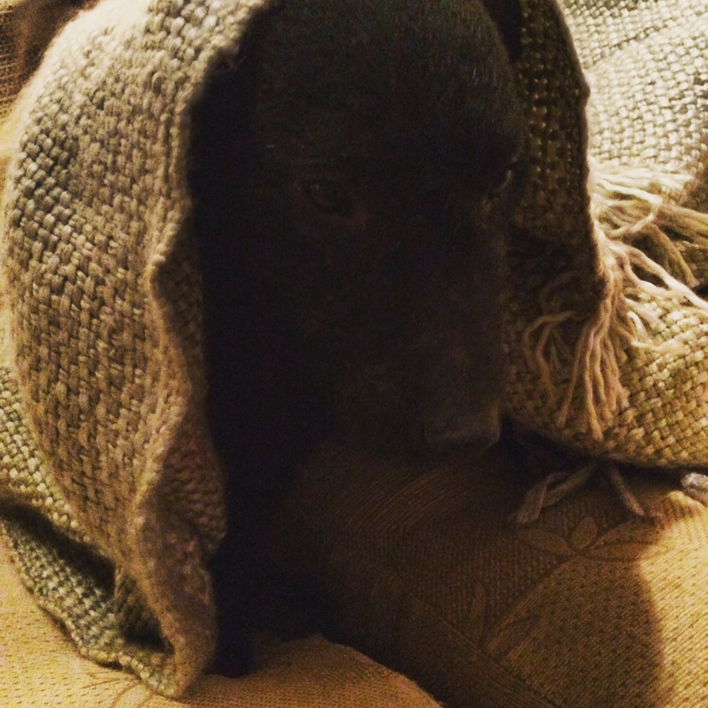 E.T....aka Paddy! Daft little man #patterdale