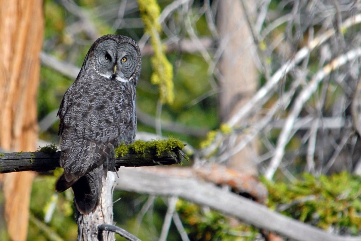"Did someone say #SuperbOwl? 'Cause I'm pretty great."
Learn about great grey owls: nps.gov/yose/learn/nat….