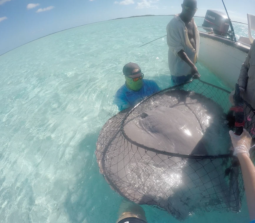 CORE_Science3's tweet photo. Fifteen #Chupare #Stingrays sampled from #Exuma Cays for #Genetic assessment @ruffordgrants @CEIbahamas @edd_brooks https://t.co/05sJZVz4EC