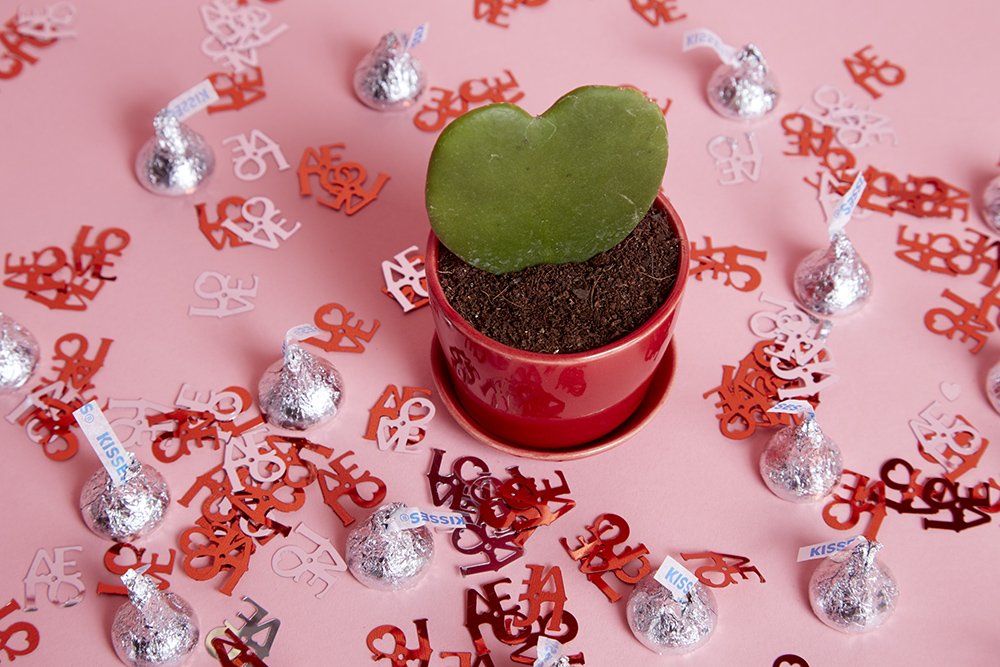 TheSill's tweet photo. Give the gift that grows: https://t.co/mmeUTRHAw8 #ValentinesDay #SendALike https://t.co/0kMCpezYaM