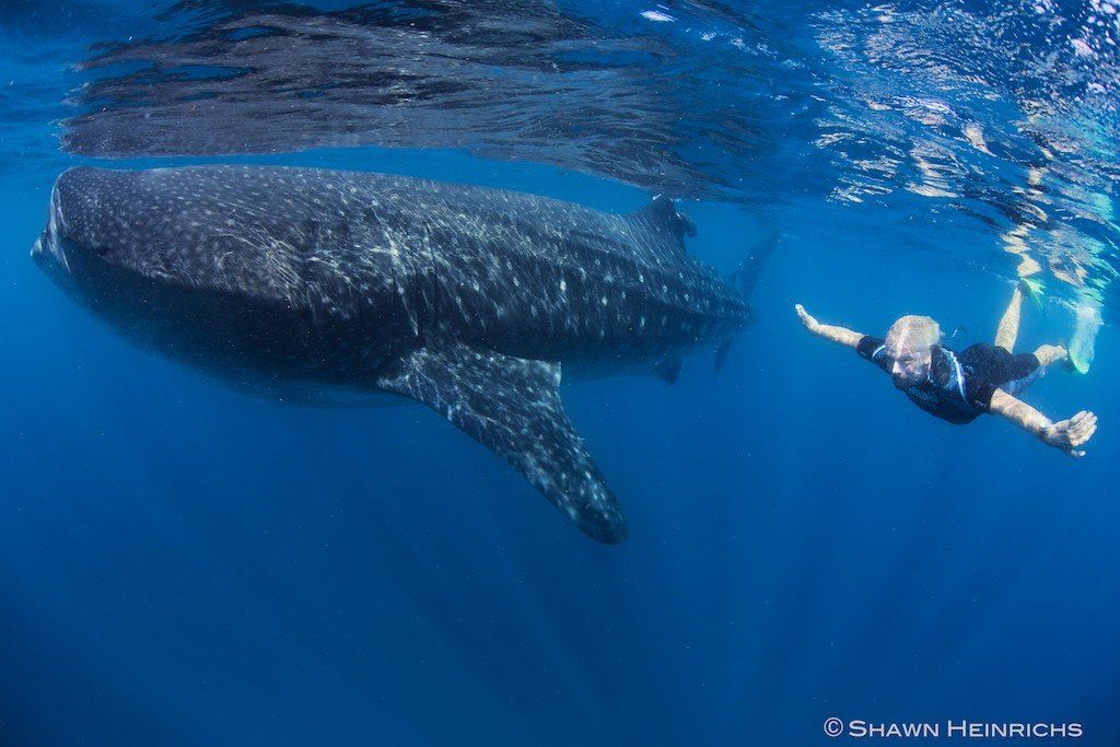 Why the #ocean is so important for human wellbeing, from food to oxygen to tourism virg.in/d16