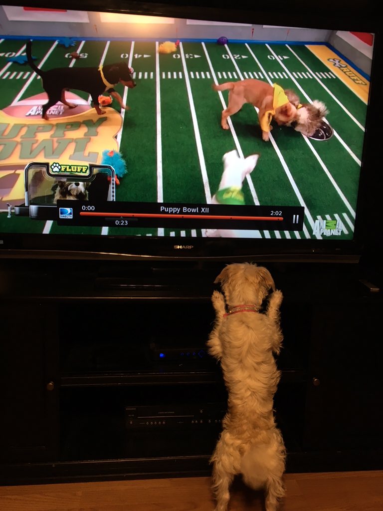 mom2princessz's tweet image. This #PuppyBowl is intense! 

#PuppyBowl2016 #PuppyBowlSubaru #SuperBowl ##SuperBowlSunday