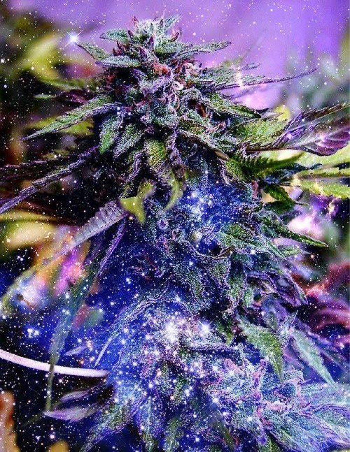GrowLandiaOFI's tweet photo. Variedades de marihuana que te hacen volar por el universo... - Follow @HighPhotos420 - https://t.co/NSr2Z1GMks https://t.co/bH9Sa6a7di
