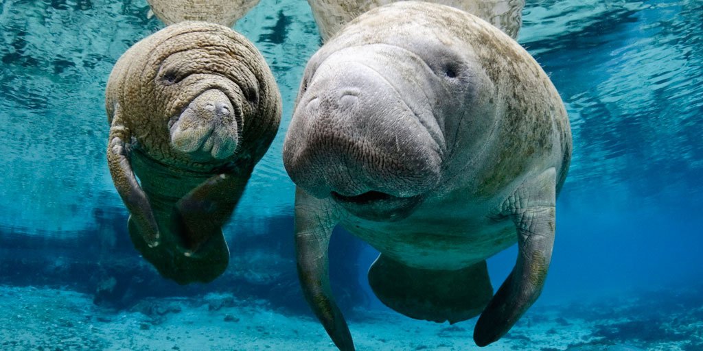 people's tweet photo. Watch these surprisingly accurate manatees predict the Super Bowl winner https://t.co/XM7l2HikQk #SB50 https://t.co/95gBhQ9chg