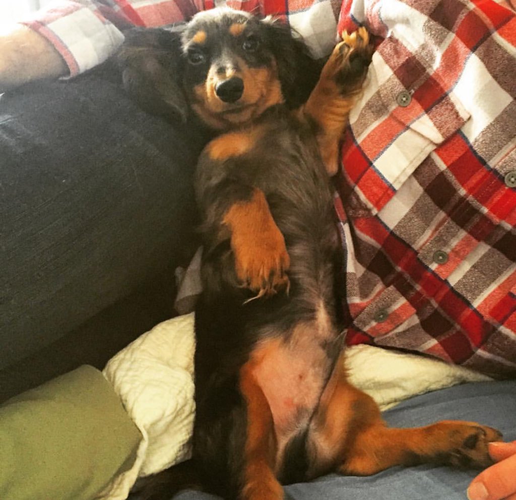 BarkPost's tweet photo. RT if you ready for Beyonce's jelly #SB50 https://t.co/tv6DseLbgG