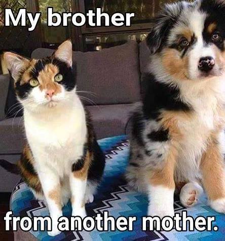 LolJuicylol's tweet photo. #funny #funnypics #humor #jokes #cuteanimals #funnyanimals #meme

☺ More Funny Pics ► https://t.co/L3ILs0dqCt https://t.co/OtlNtD1teq