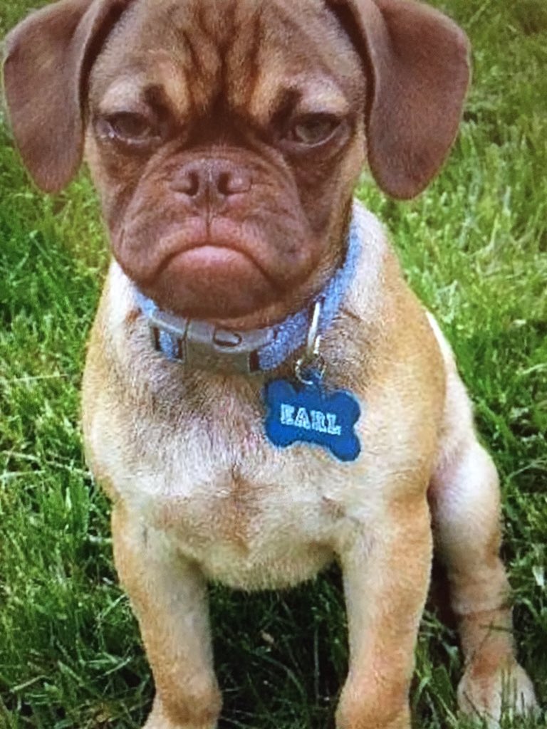 fuzzydogco's tweet photo. @Jamell_A Jayne showed me earl the puggle...think I've found you his sister! https://t.co/SKD538fjv4