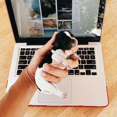 itsadorabledogs's tweet photo. 😊 https://t.co/qfp8gLFwNN
