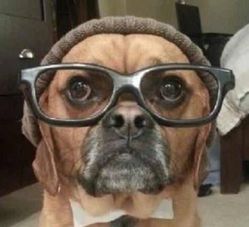fuzzydogco's tweet photo. @Jamell_A she could even go to book club with you ;) https://t.co/JTD9UWMqyc