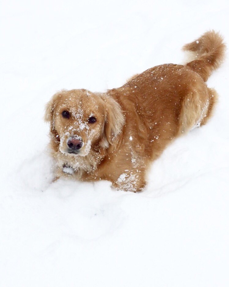 jackied1130's tweet image. My best bud. #PuppyBowlSubaru #promo