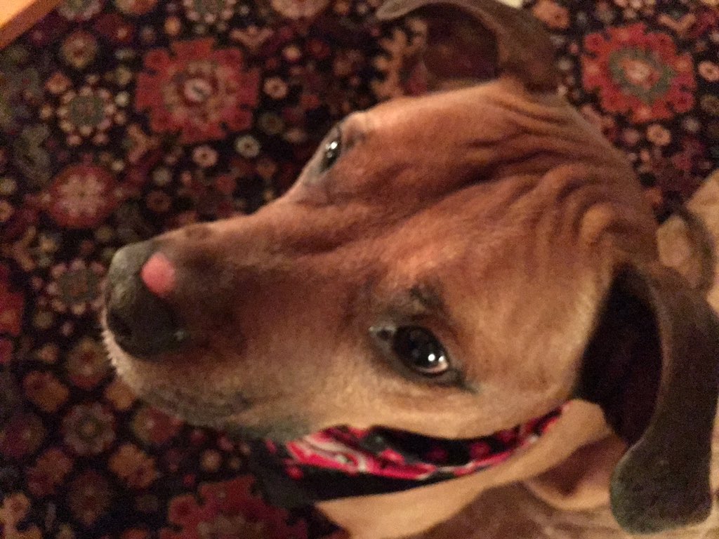 acdm's tweet image. Sammy wants to play with all the puppy's in #PuppyBowlSubaru #promo #dogsrule