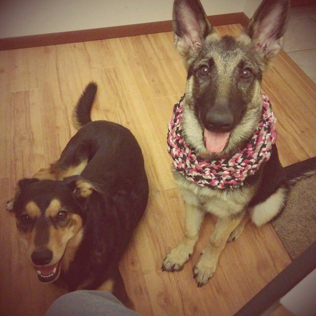 DorothyHardee's tweet image. #PuppyBowlSubaru #promo. Dressed for the game!  Lady &amp;amp; Willow ready!