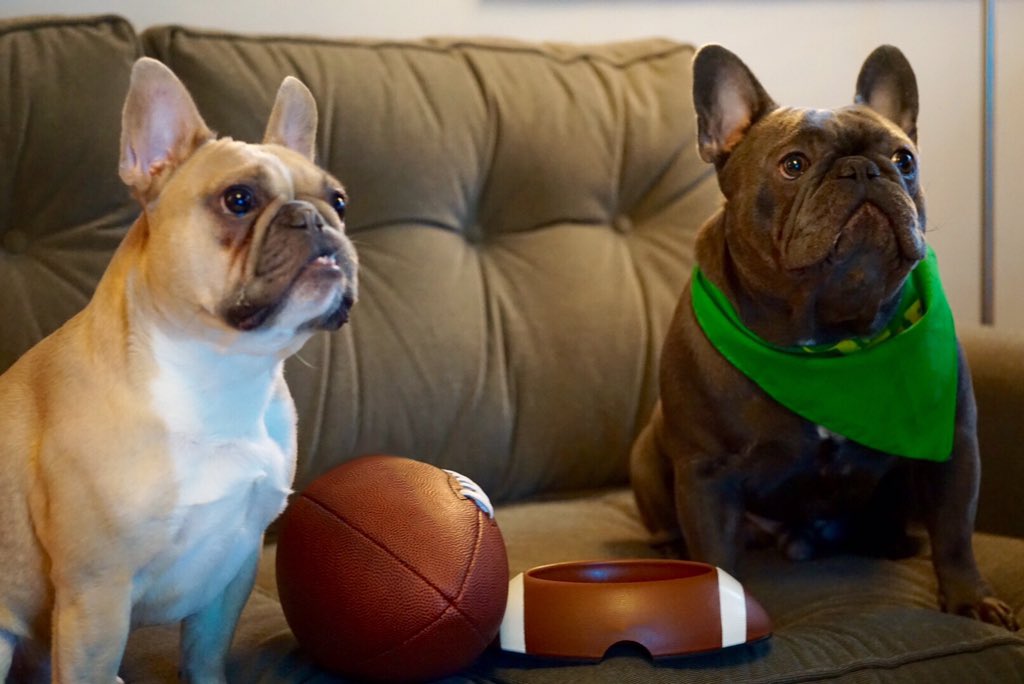 FrenchieManny's tweet image. My brothers Frank and Filip watching the #PuppyBowlSubaru Share your own pic with the hashtag! @subaru_usa #partner