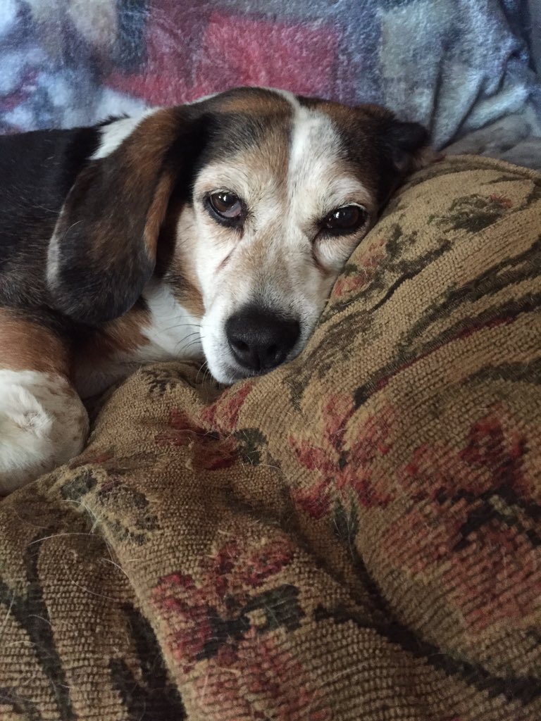 sweetcherrystar's tweet image. Layla loves the #PuppyBowl #PuppyBowlSubaru