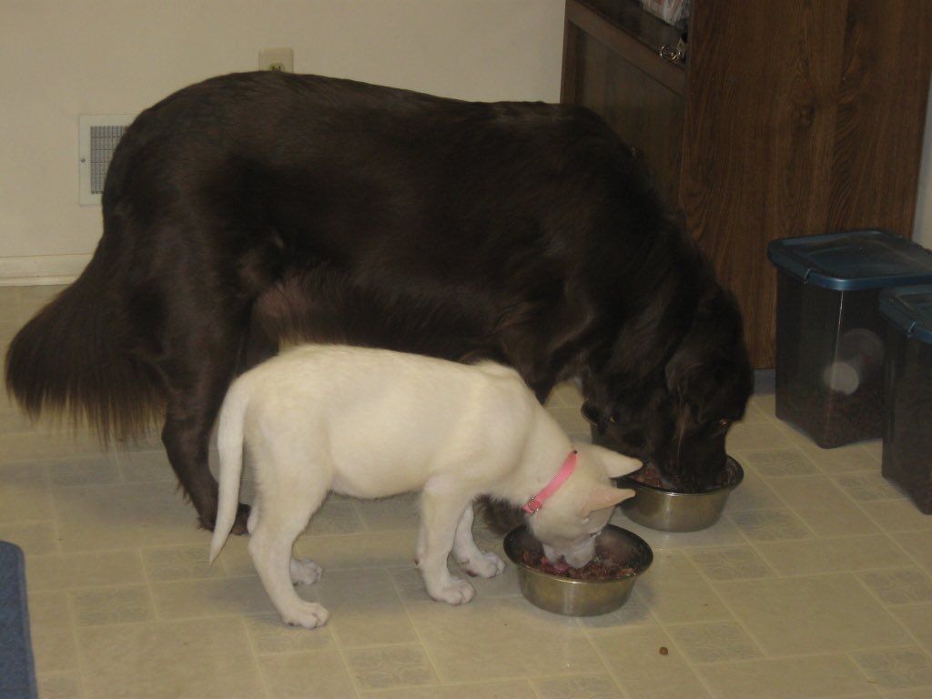 Chance and Chloe #PuppyBowlSubaru #promo