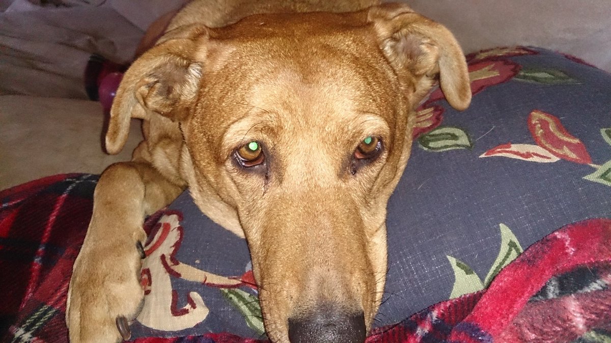 riverrock366's tweet photo. Abby wants to be in the puppy bowl https://t.co/sbwb8PYF8h