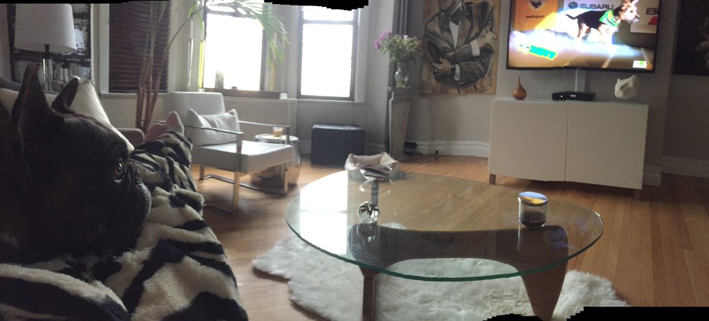 miccioart's tweet photo. #puppybowlsubaru #promo Ziggy Stardust can get enough https://t.co/2pQsvmeg1V