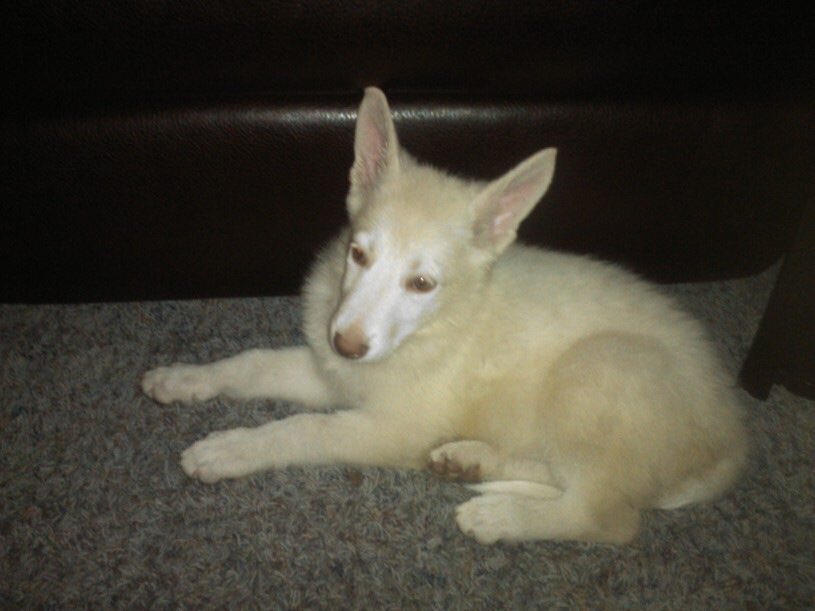 Chloe #PuppyBowlSubaru #promo