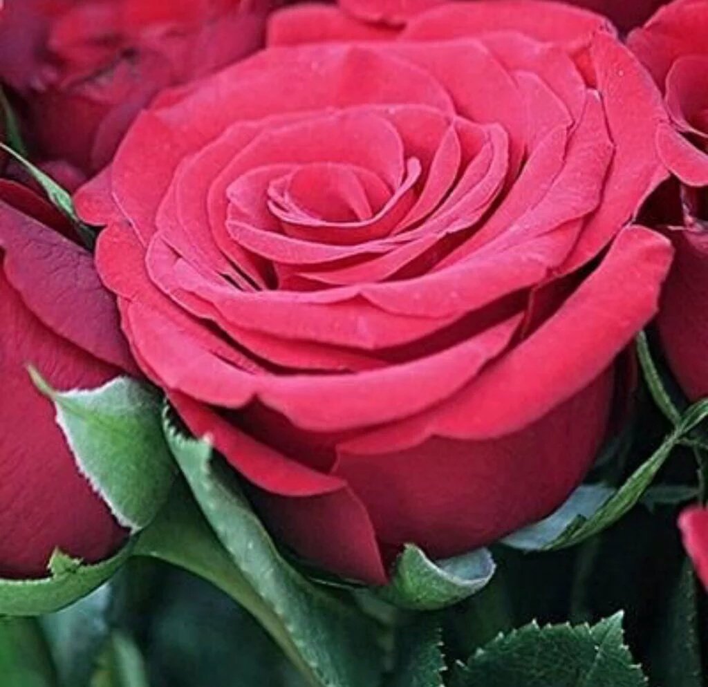 HassanHamouche4's tweet photo. @indelics @cautiousIy 
هل.انا.وحذ.منهوم https://t.co/ogLqCdNhO1