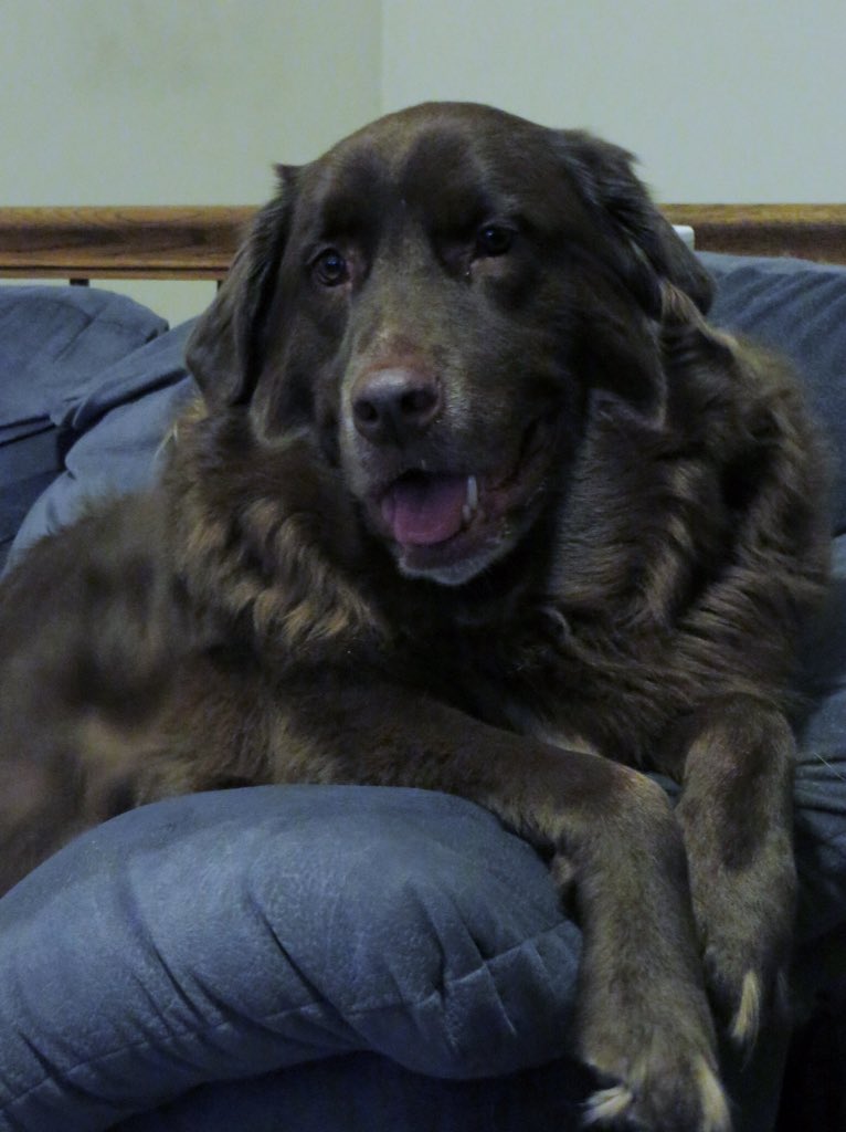 Chance #PuppyBowlSubaru #promo